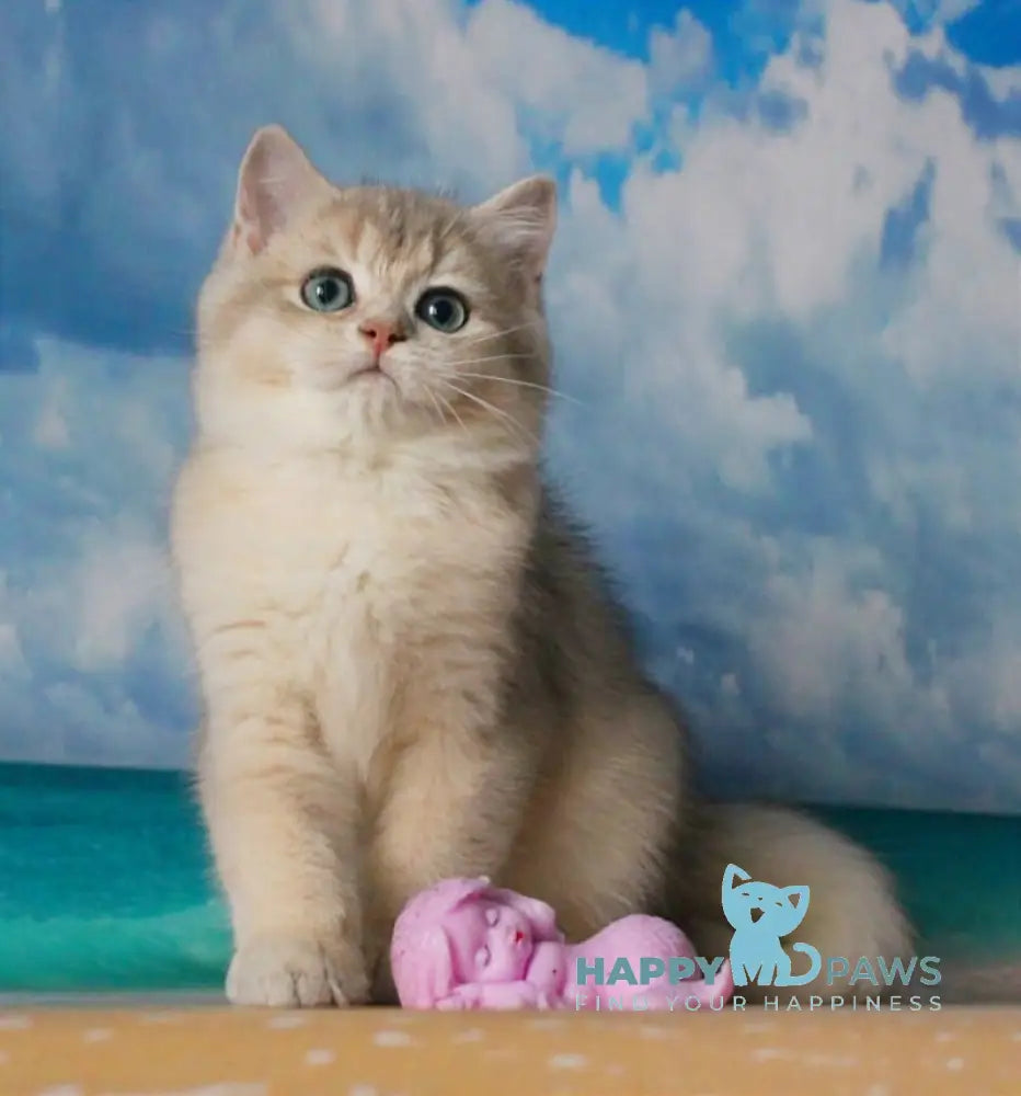 Solomon British Shorthair male blue golden shaded live animals