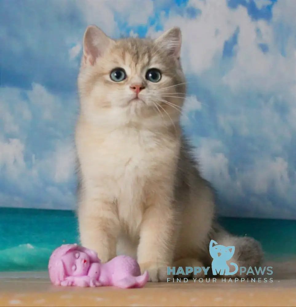 Solomon British Shorthair male blue golden shaded live animals