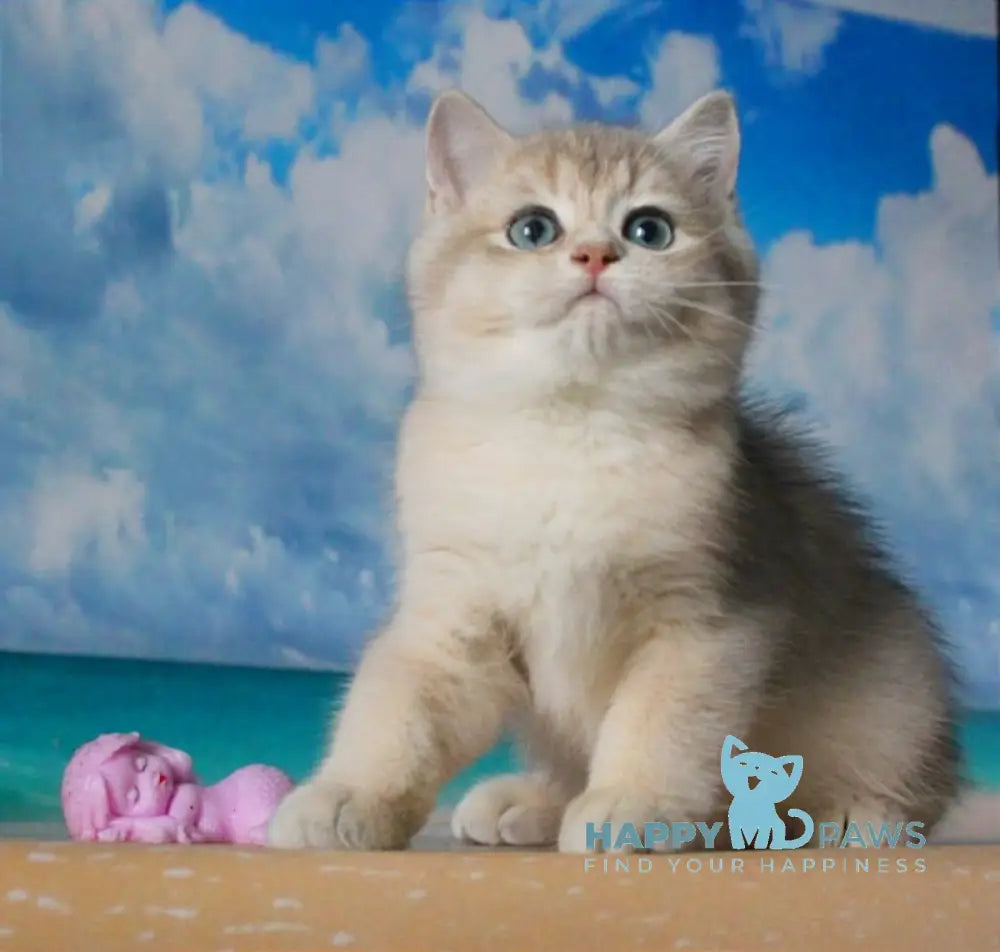 Solomon British Shorthair male blue golden shaded live animals