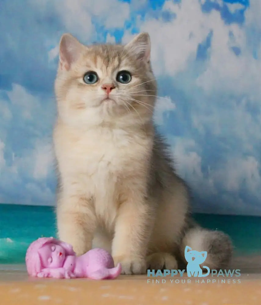 Solomon British Shorthair male blue golden shaded live animals