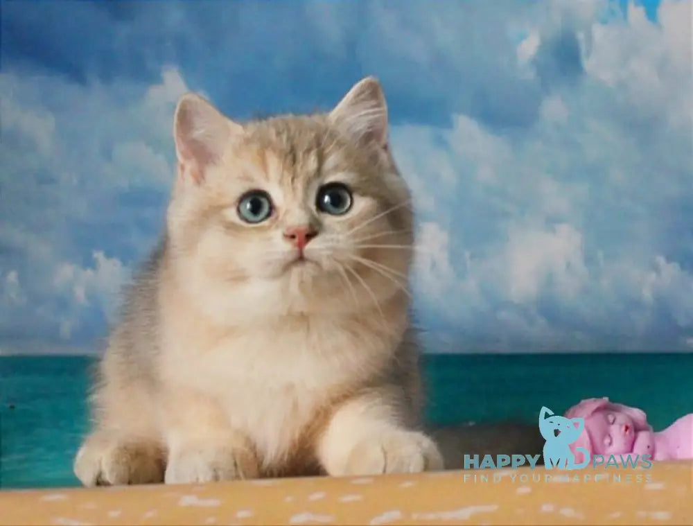 Solomon British Shorthair male blue golden shaded live animals