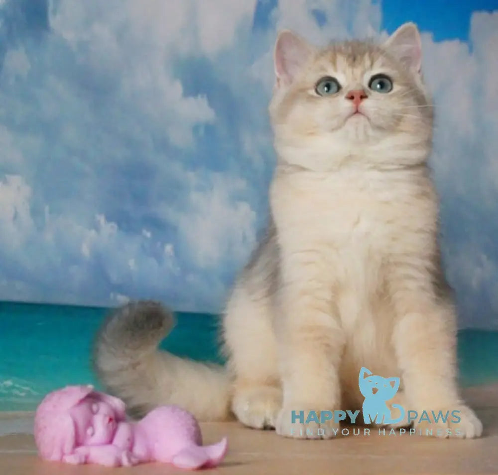 Solomon British Shorthair male blue golden shaded live animals