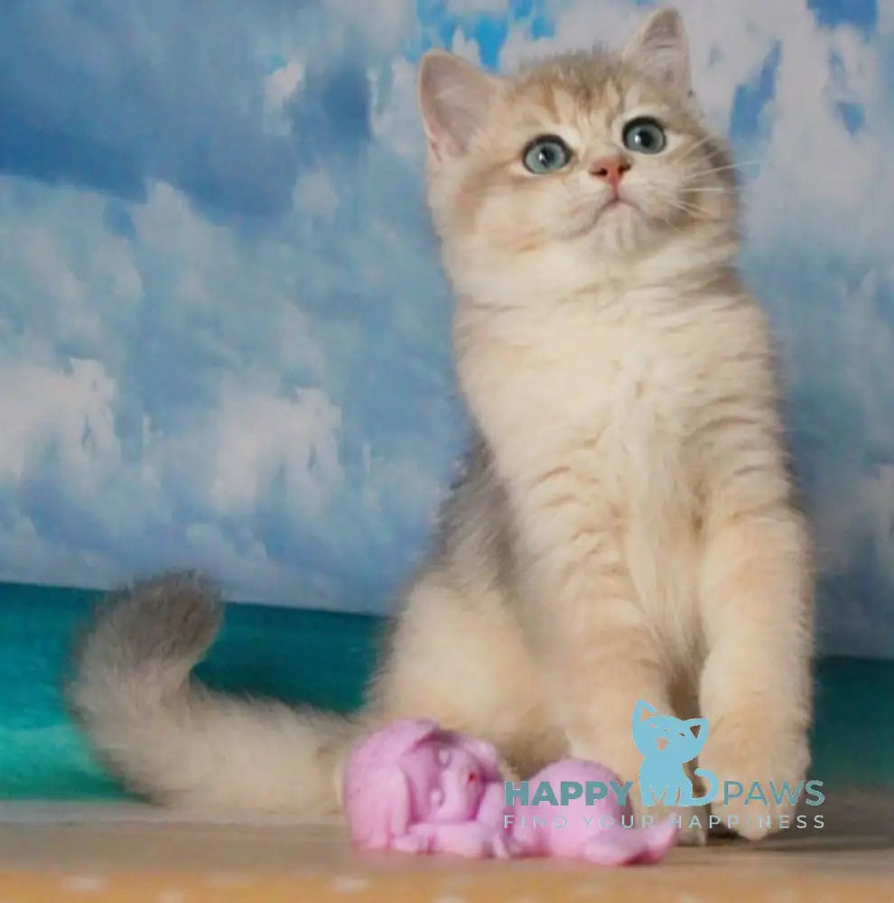 Solomon British Shorthair male blue golden shaded live animals