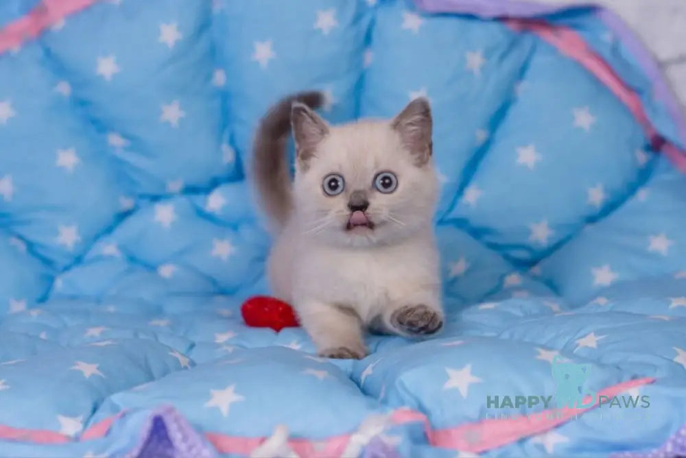 Solomon British Shorthair male blue pointed live animals
