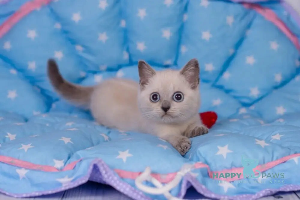 Solomon British Shorthair male blue pointed live animals