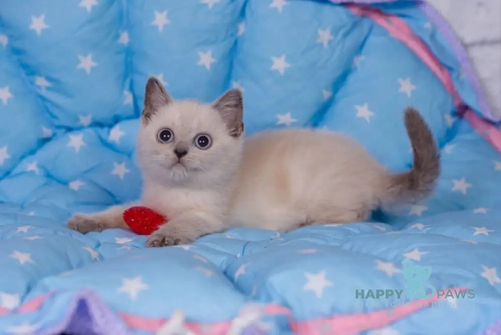 Solomon British Shorthair male blue pointed live animals