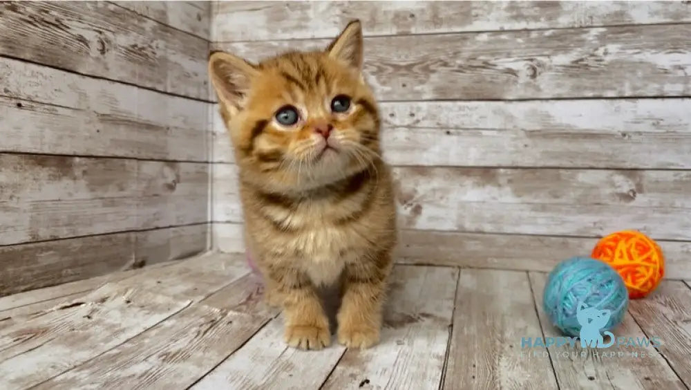 Solomon British Shorthair male chocolate spotted tabby live animals