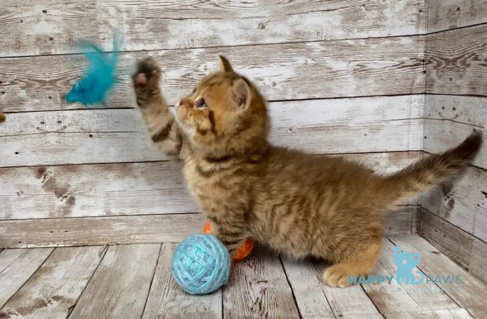 Solomon British Shorthair male chocolate spotted tabby live animals