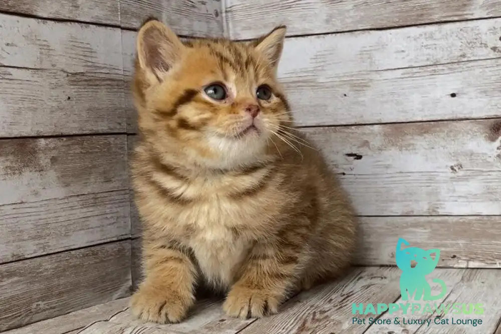 Solomon British Shorthair male chocolate spotted tabby live animals
