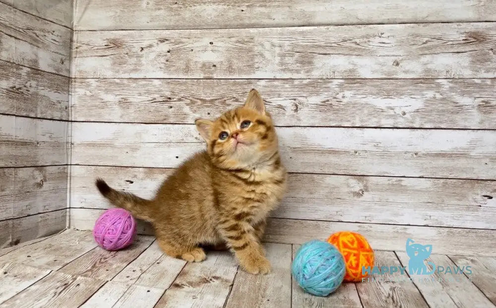 Solomon British Shorthair male chocolate spotted tabby live animals