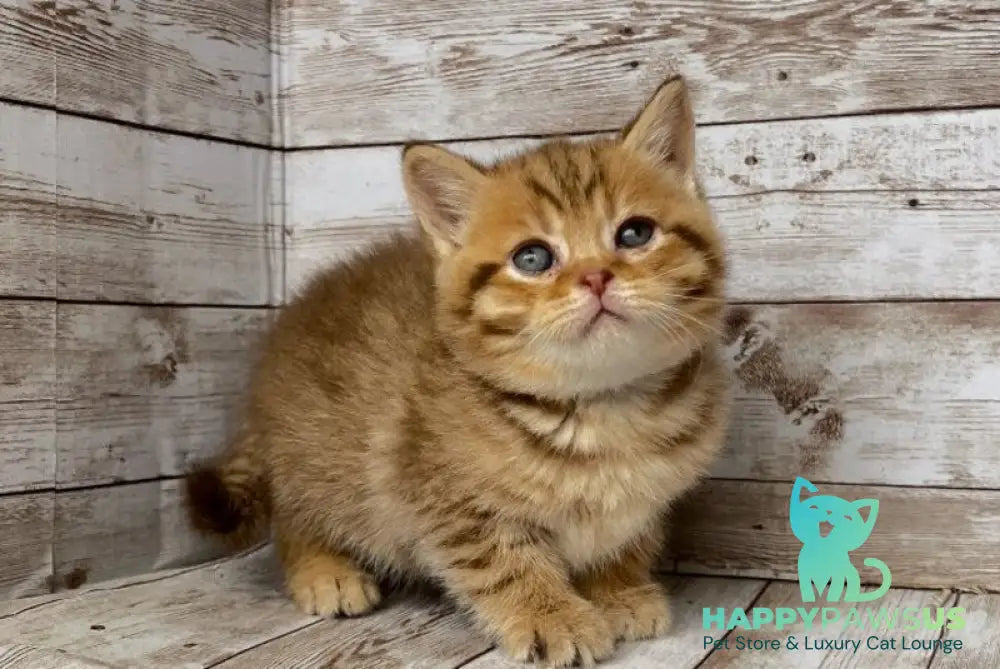 Solomon British Shorthair male chocolate spotted tabby live animals