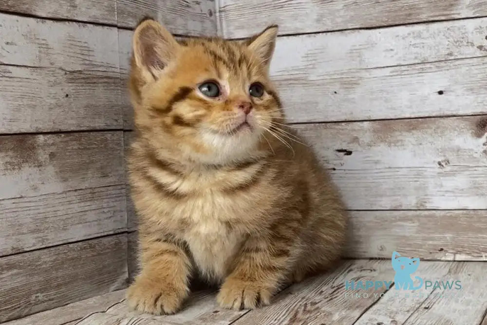 Solomon British Shorthair male chocolate spotted tabby live animals