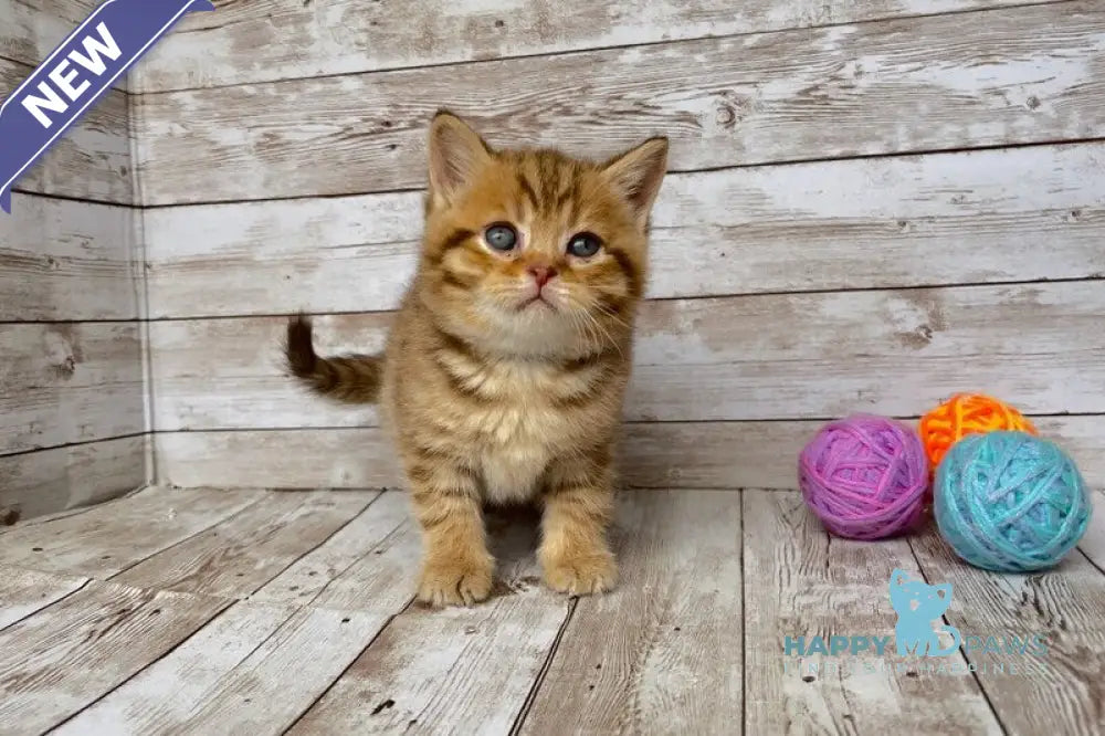 Solomon British Shorthair male chocolate spotted tabby live animals