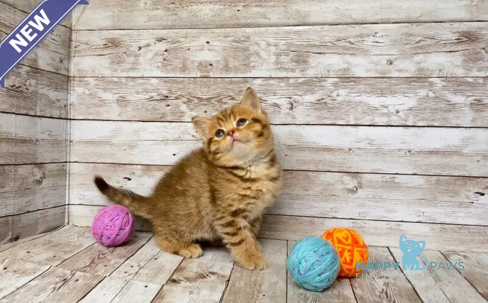 Solomon British Shorthair male chocolate spotted tabby live animals