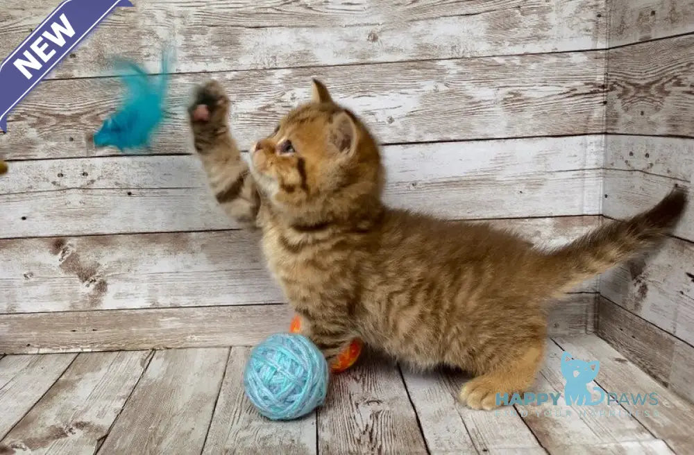 Solomon British Shorthair male chocolate spotted tabby live animals