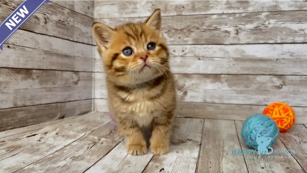 Solomon British Shorthair male chocolate spotted tabby live animals