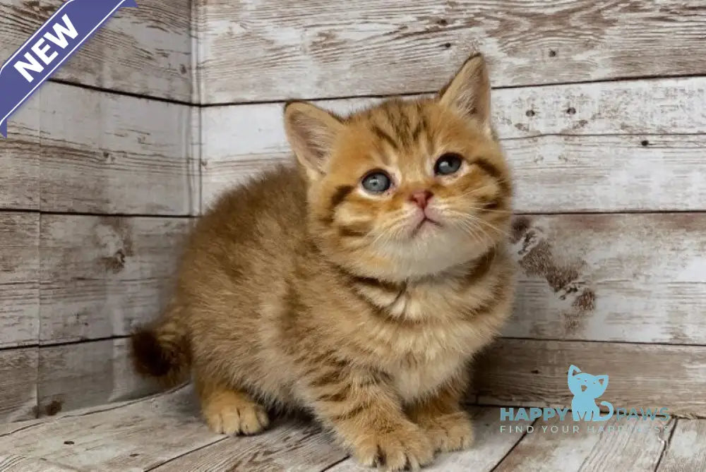 Solomon British Shorthair male chocolate spotted tabby live animals