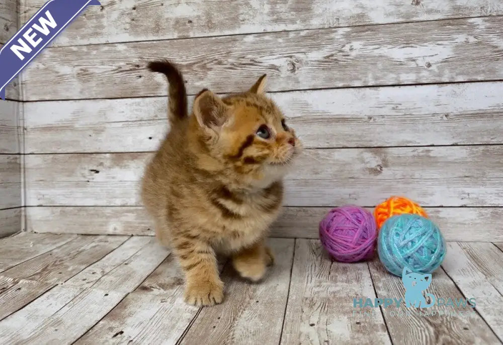 Solomon British Shorthair male chocolate spotted tabby live animals