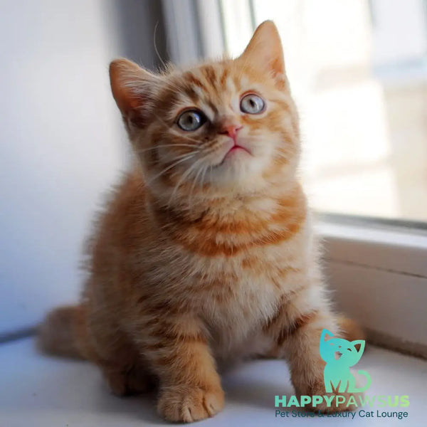 Solomon British Shorthair male red - live animals