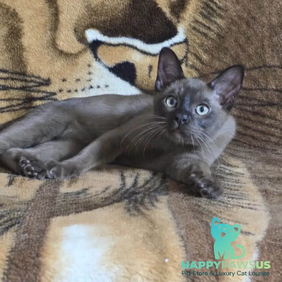 Solomon Burmese male black - live animals