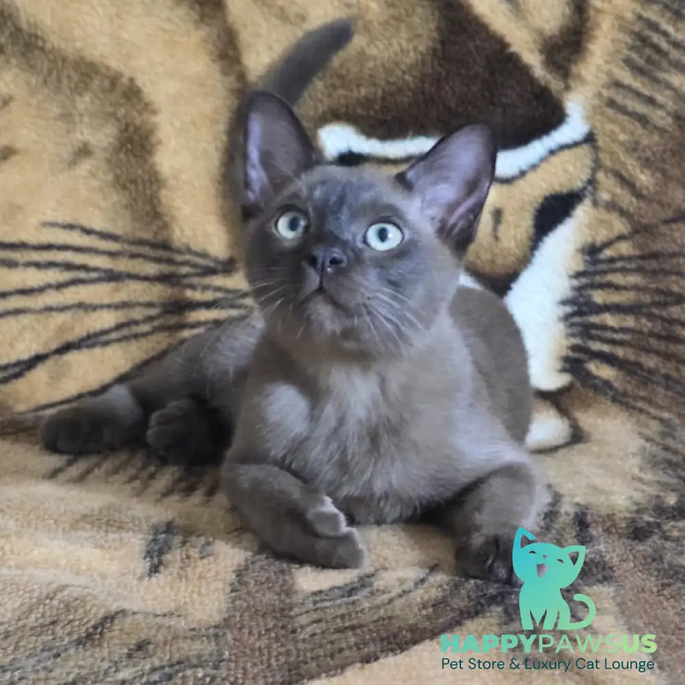 Solomon Burmese male black - live animals