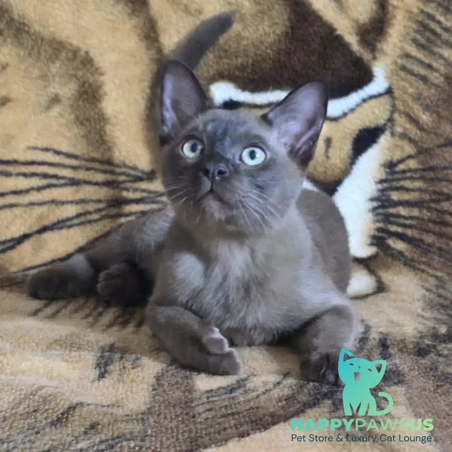 Solomon Burmese male black - live animals