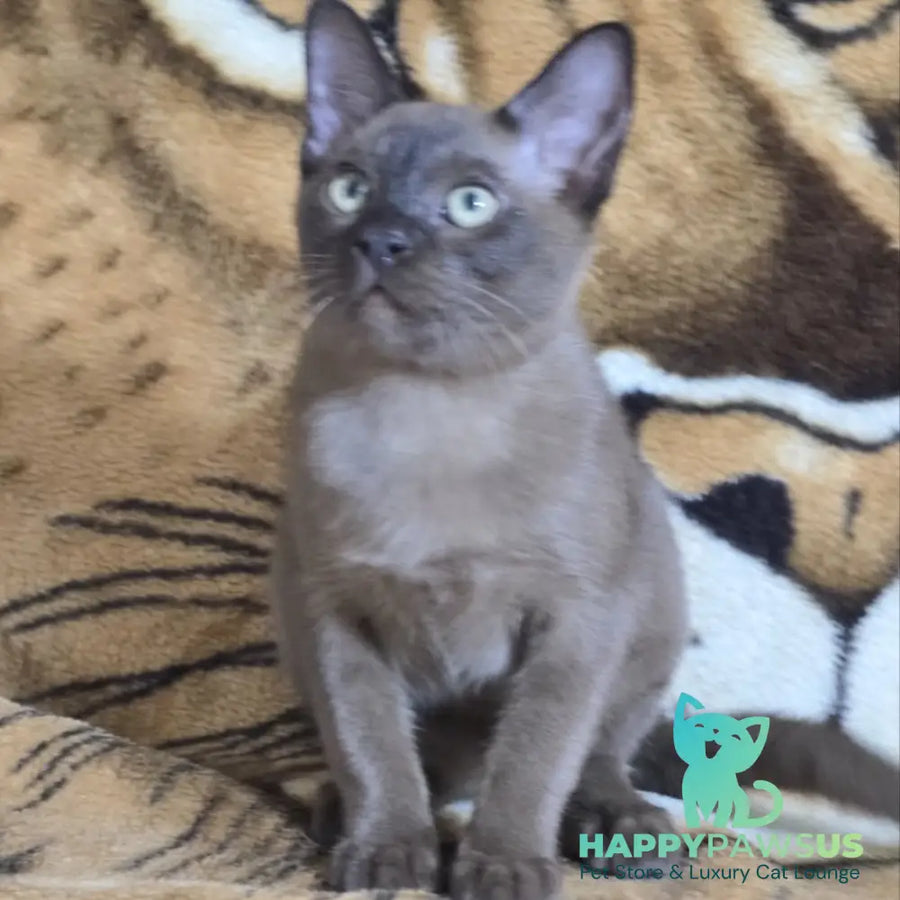 Solomon Burmese male black - live animals