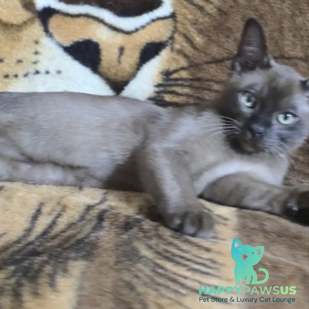 Solomon Burmese male black - live animals