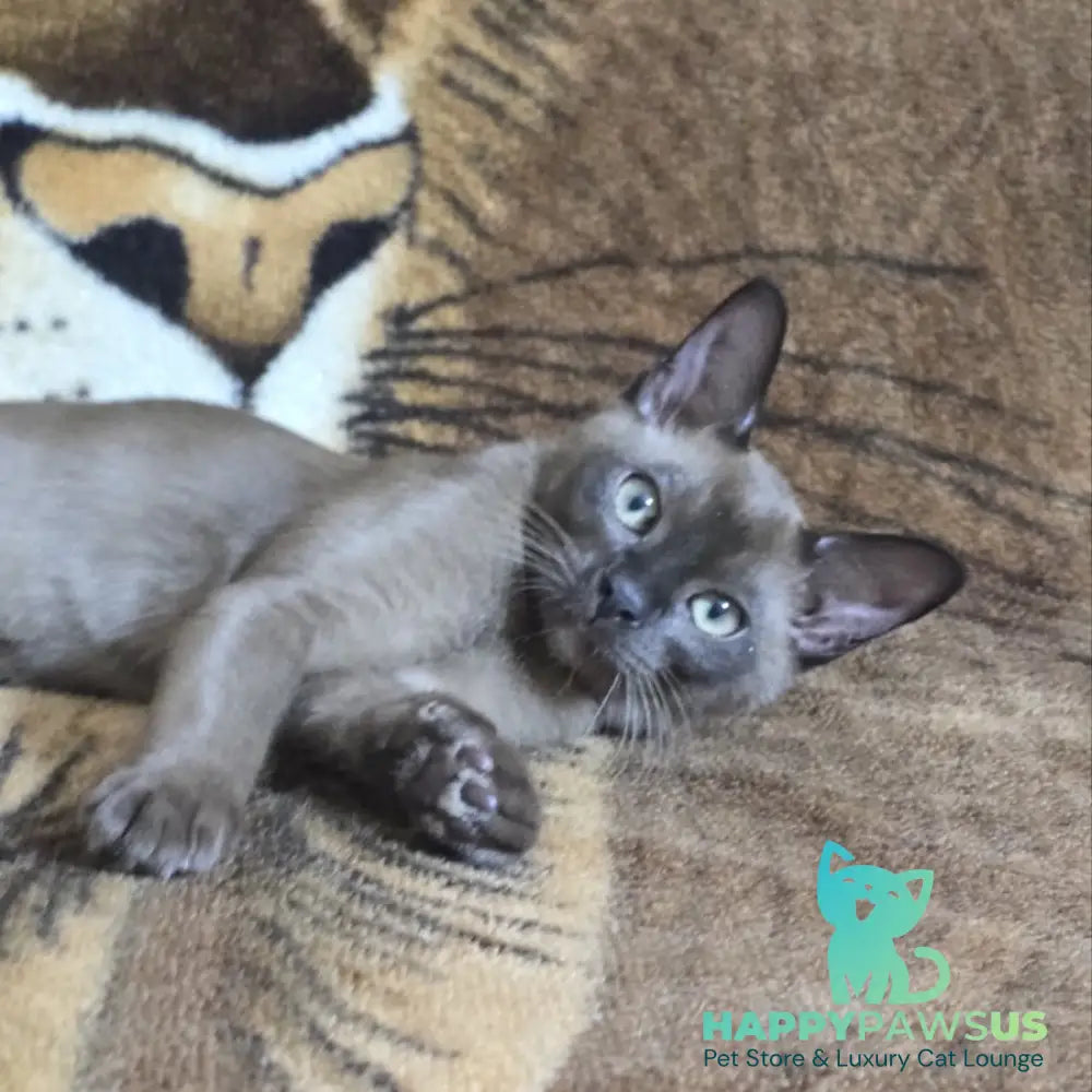 Solomon Burmese male black - live animals