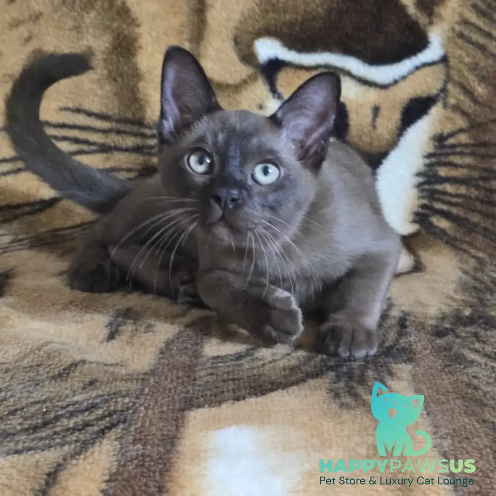 Solomon Burmese male black - live animals
