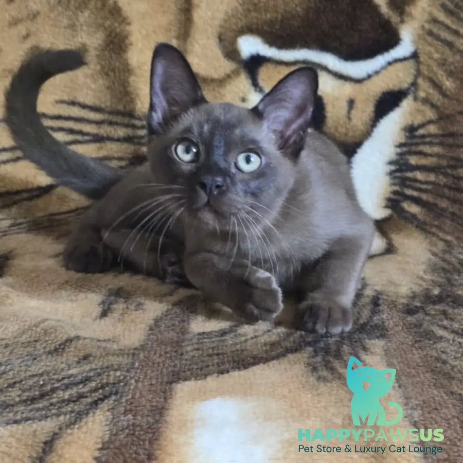 Solomon Burmese male black - live animals