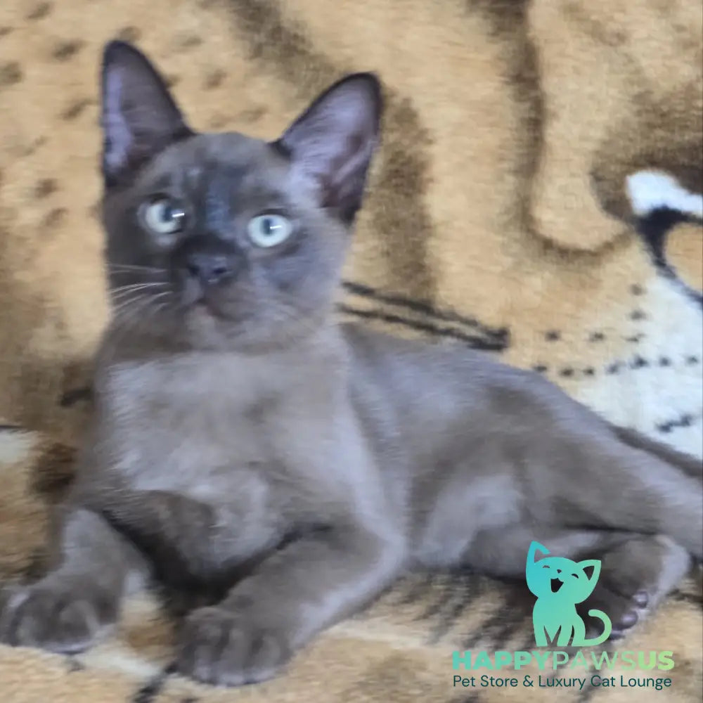 Solomon Burmese male black - live animals
