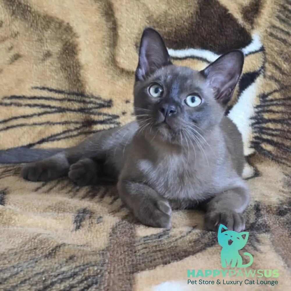 Solomon Burmese male black - live animals