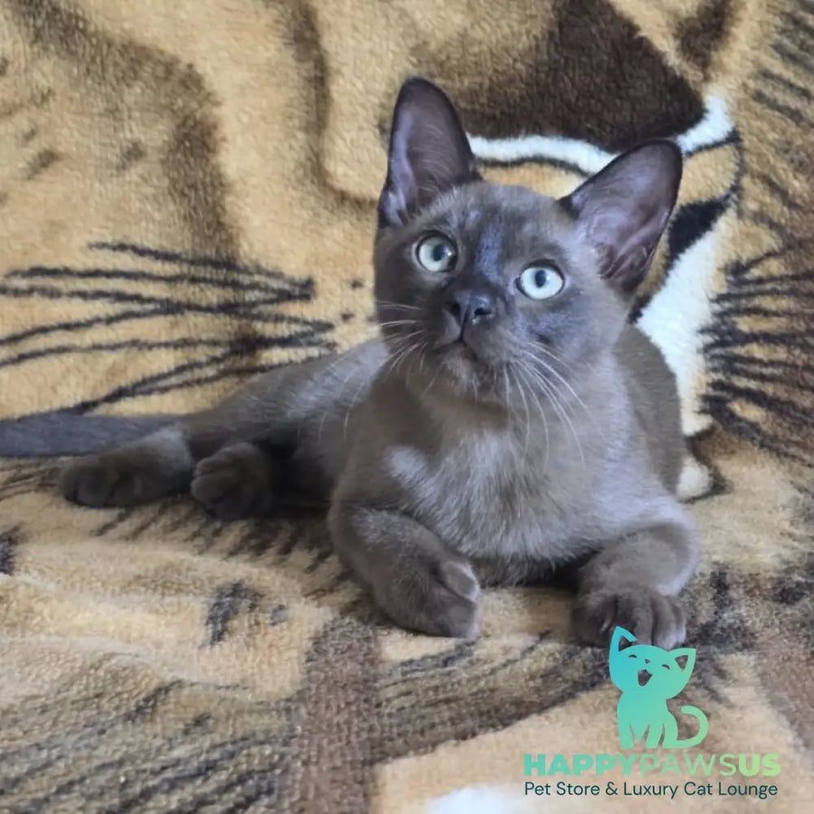 Solomon Burmese male black - live animals
