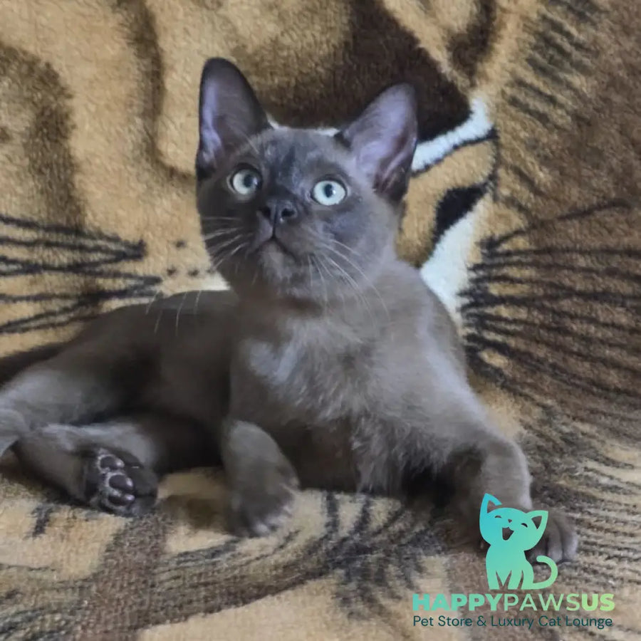 Solomon Burmese male black - live animals
