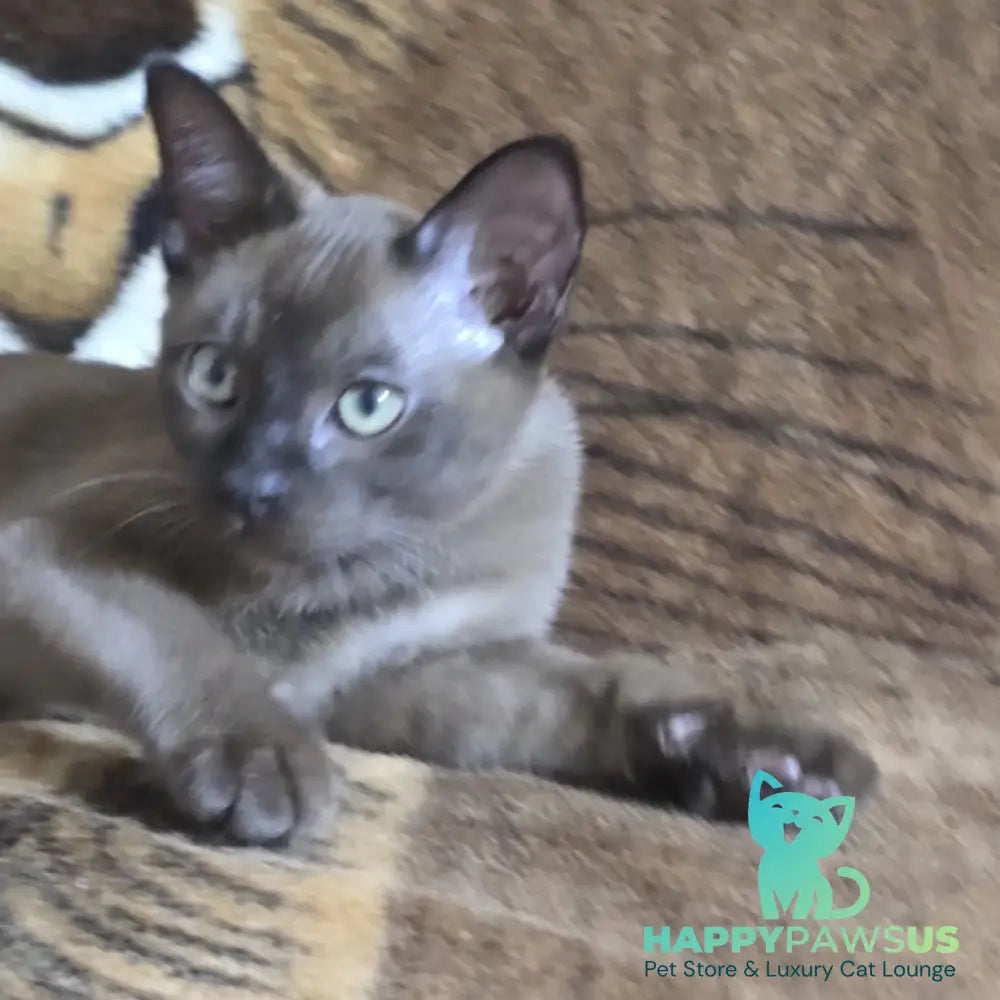 Solomon Burmese male black - live animals