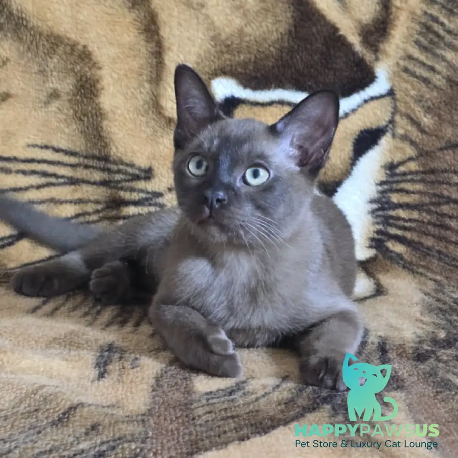 Solomon Burmese male black - live animals