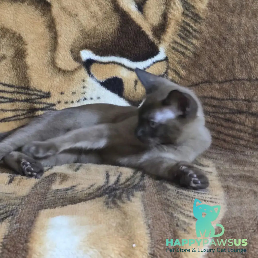 Solomon Burmese male black - live animals