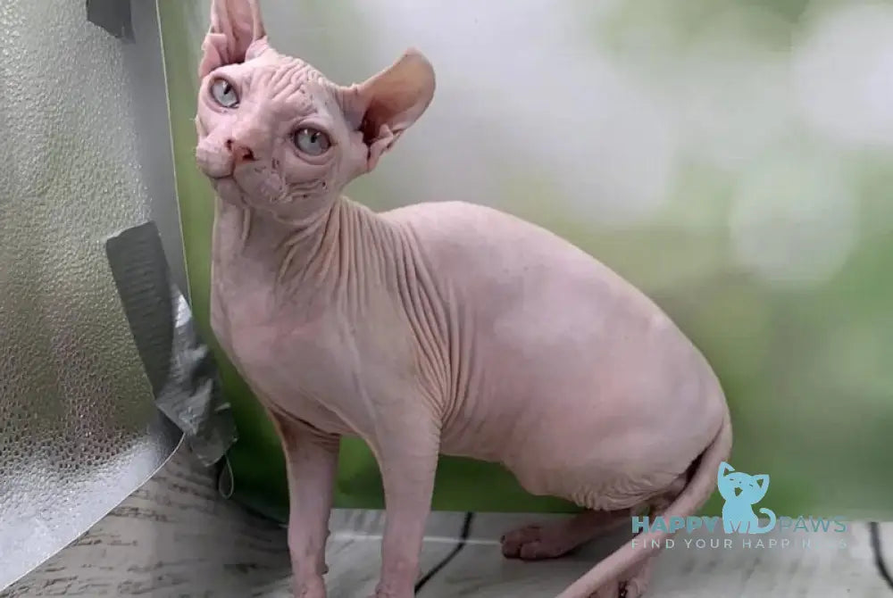 Solomon Elf male white - live animals