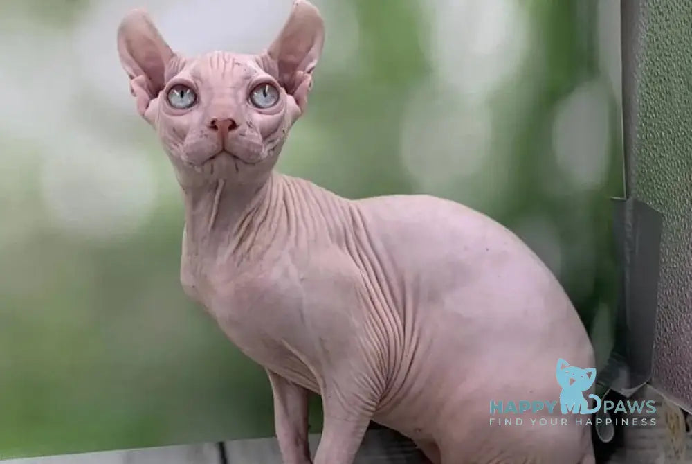 Solomon Elf male white - live animals