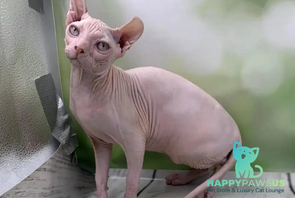 Solomon Elf male white - live animals
