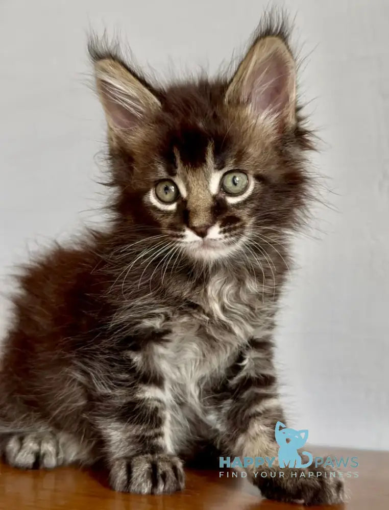 Solomon Maine Coon male black ticked tabby live animals
