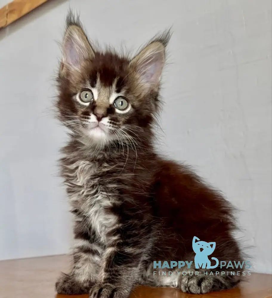 Solomon Maine Coon male black ticked tabby live animals