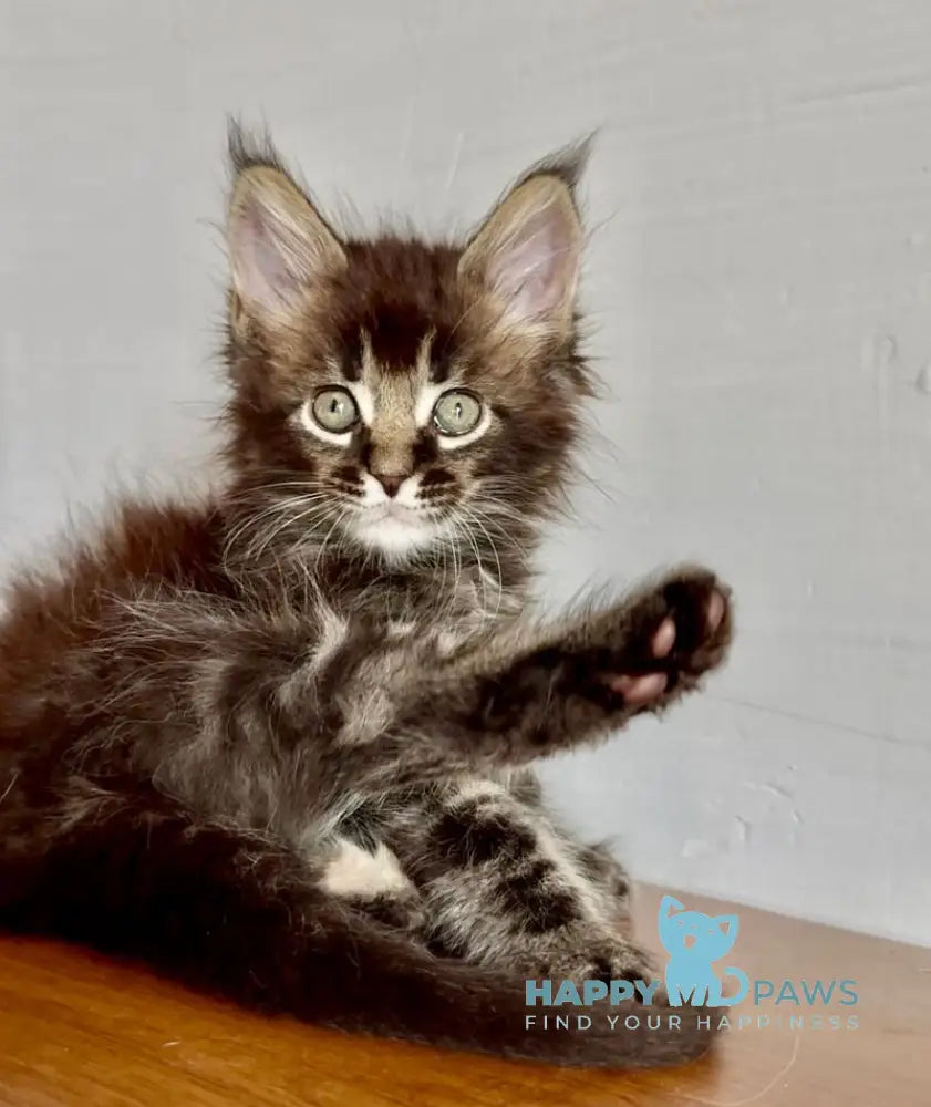 Solomon Maine Coon male black ticked tabby live animals