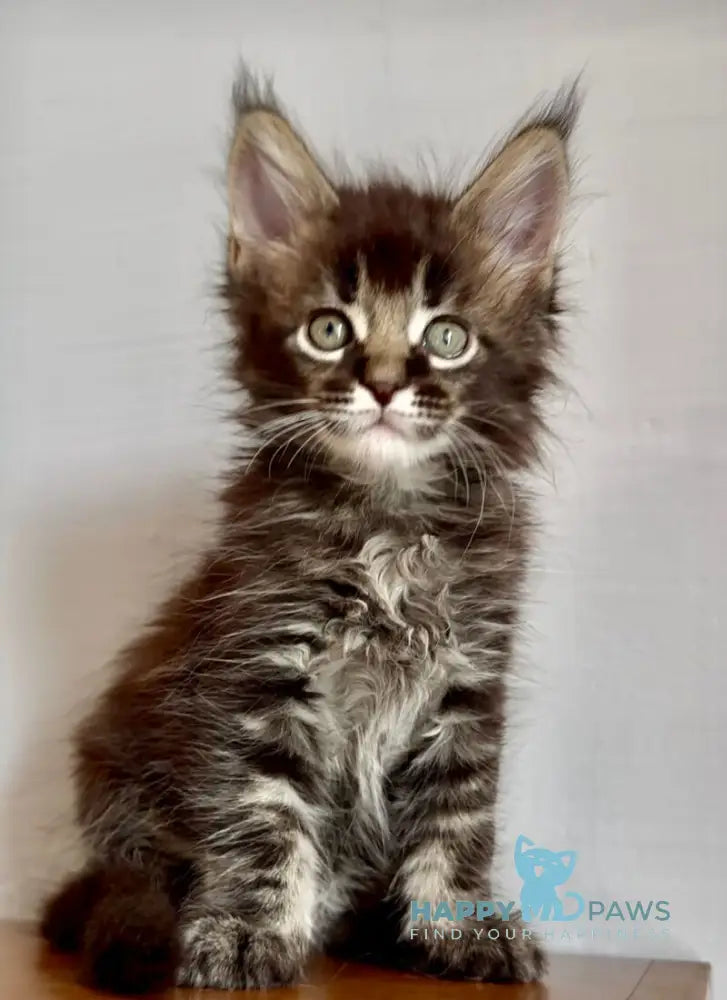 Solomon Maine Coon male black ticked tabby live animals
