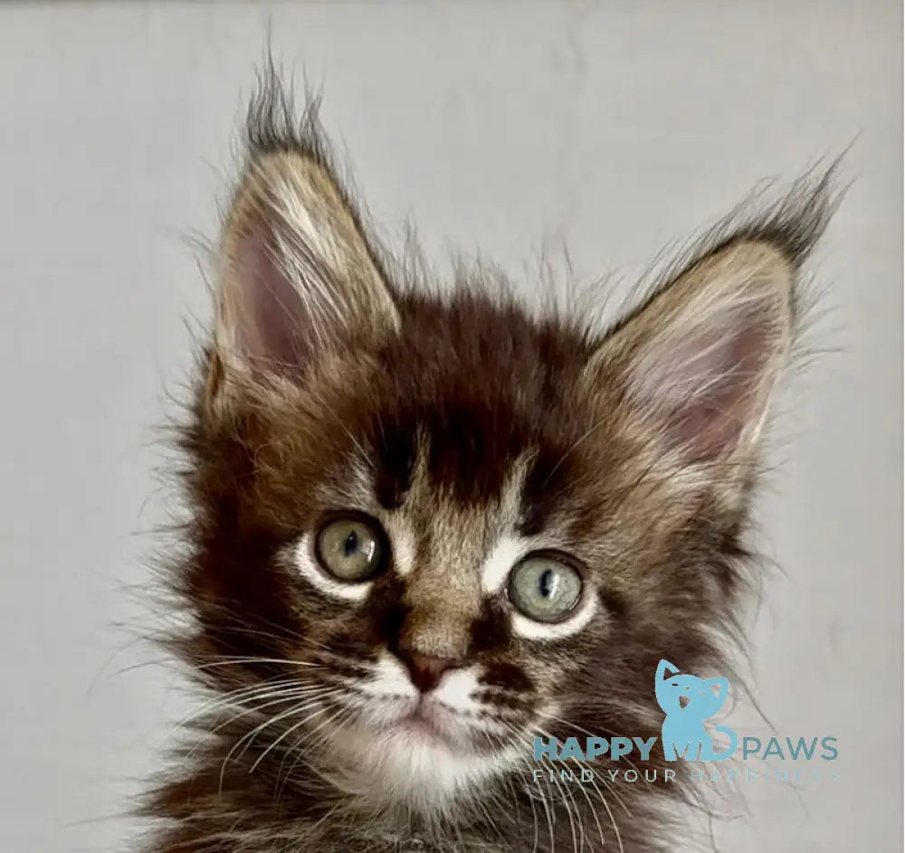 Solomon Maine Coon male black ticked tabby live animals