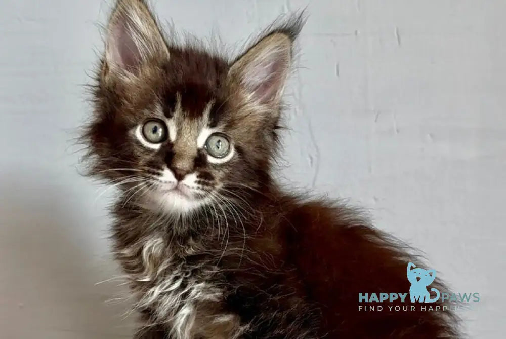 Solomon Maine Coon male black ticked tabby live animals