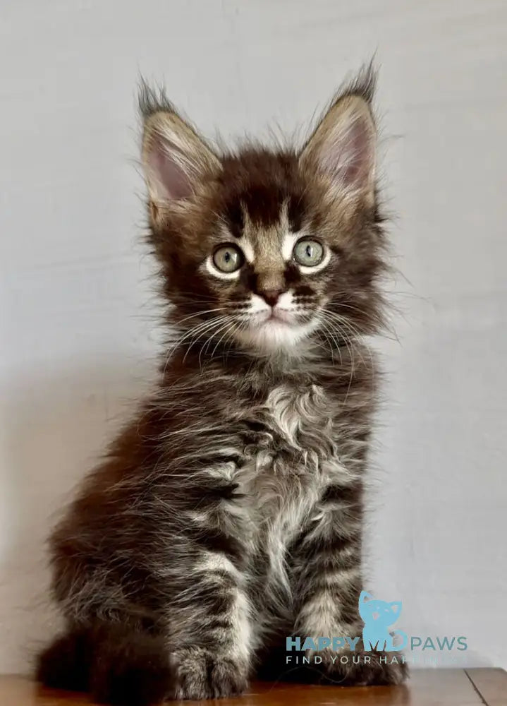 Solomon Maine Coon male black ticked tabby live animals