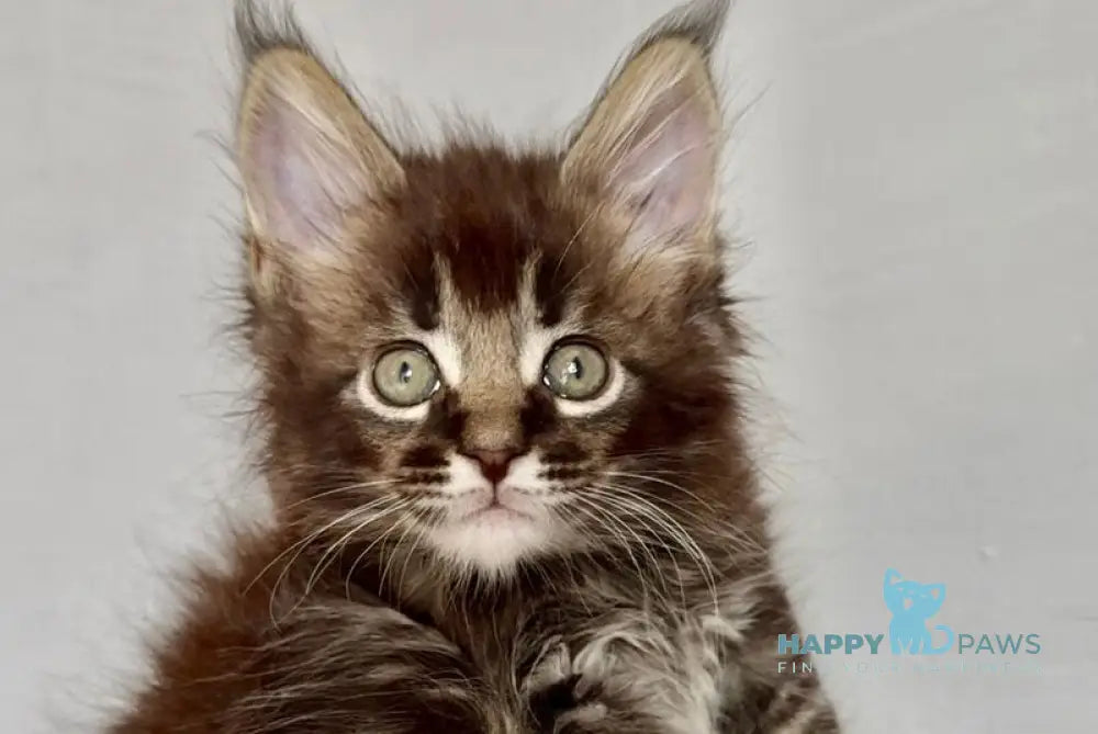 Solomon Maine Coon male black ticked tabby live animals