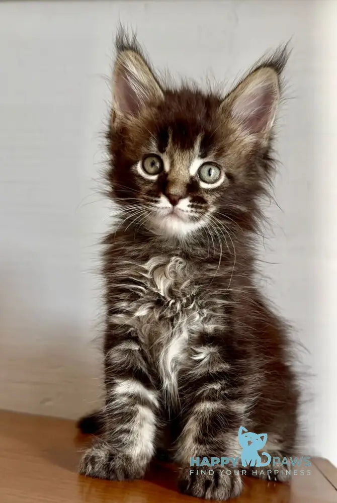 Solomon Maine Coon male black ticked tabby live animals